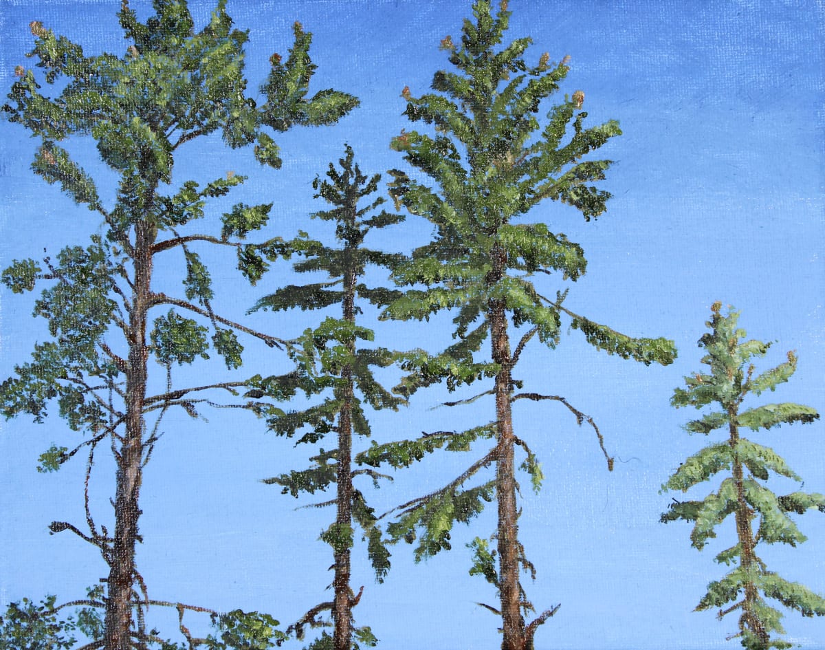Four Sugar Pines