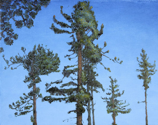 Seven Jefferies Pines